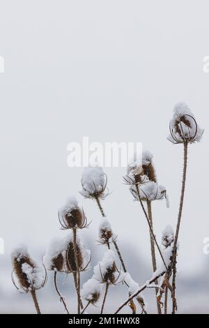 Teasels an einem schönen Wintertag im Park. Die ganze Landschaft ist weiß und mit Schnee bedeckt Stockfoto