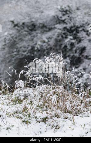 An einem schönen Wintertag im Park. Die ganze Landschaft ist weiß und mit Schnee bedeckt Stockfoto