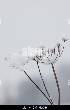 An einem schönen Wintertag im Park. Die ganze Landschaft ist weiß und mit Schnee bedeckt Stockfoto