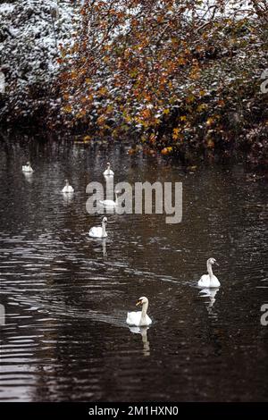 Schwäne schwimmen auf dem Fluss (Fluss Avon) an einem Wintertag mit Schnee und Eis, in einem Schneesturm Stockfoto