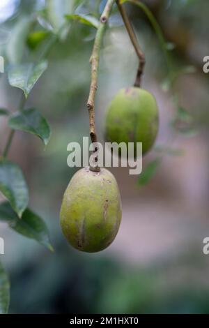 Goldener Apfel, Hogpflaume, ambarella, Spondias dulcis Stockfoto