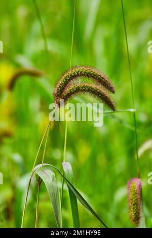 Details zum Gräserfeld mit unscharfen Spitzen Stockfoto