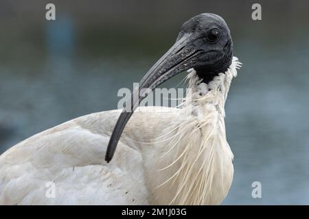 Ibis Bird Turning IT's Head mit Wasserhintergrund Stockfoto