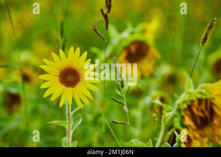 Einzelne junge Sonnenblume, direkt auf der linken Seite, umgeben von Sonnenblumen Stockfoto