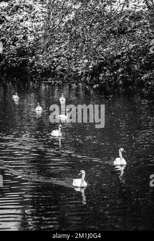 Schwarzweißbilder von schneebedeckten Pflanzen, Bäumen und Landschaften Stockfoto