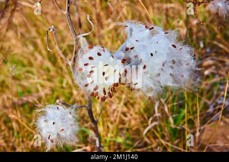 Milchkraut-Samenschoten aus Baumwolle, die im späten Herbst im Detail aufbrechen Stockfoto