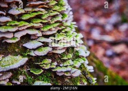 Riesige Ansammlung weißer Regalpilze, die im Detail auf dem Baum wachsen Stockfoto