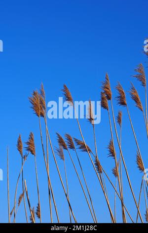 Im Spätwinter liegt Schilf im Sumpfgebiet vor tiefblauem Himmel. Das Naturschutzgebiet ist ein Lebensraum für Vögel und Tiere an der Küste. Vertikal Stockfoto