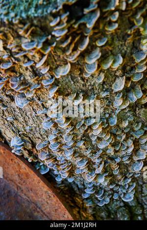 Baumstamm bedeckt mit Hunderten winziger Pilze Stockfoto