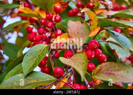 Eine Gruppe kleiner roter Beeren, die im Detail auf dem ganzen Baum wachsen Stockfoto