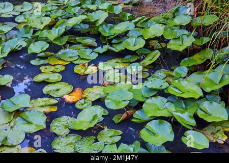 Eine blühende Blume auf einem Teich, bedeckt mit Lilienpolstern Stockfoto