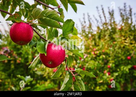 Ein Paar frische rote Äpfel, die auf dem Ast des Bauernhofs wachsen Stockfoto