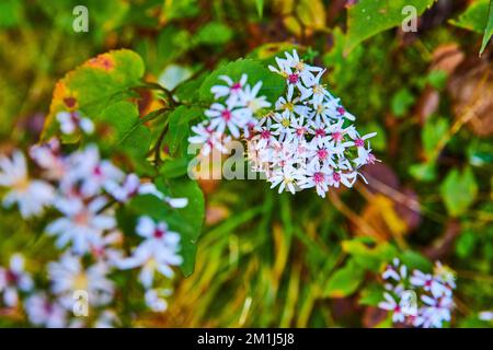 Winzige weiße und pinkfarbene Feldblumen blühen im Detail Stockfoto