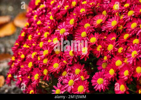 Detail der roten und gelben Blumengruppe Stockfoto