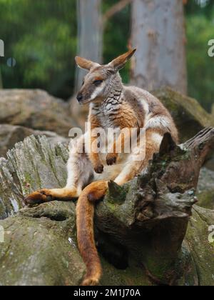 Entspannte, gemütliche Gelbfußfelsen-Wallaby mit dickem Seidenfell. Stockfoto