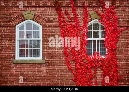 Zwei Fenster auf einer Backsteinwand, die von leuchtend roten Weinreben umgeben ist Stockfoto