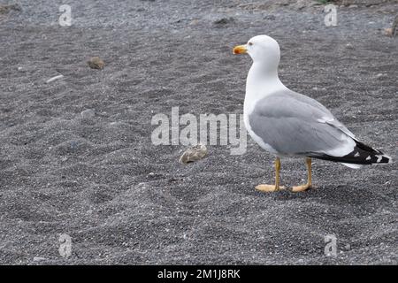 Eine Möwe geht am Strand entlang. Stockfoto