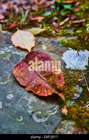 Makrodetails kleiner Herbstblätter, die auf Felsen und Moos ruhen Stockfoto