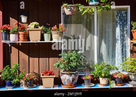 Gartentöpfe mit Blumen auf Regalen außerhalb des Hauses Stockfoto