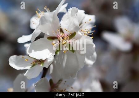 Die Vertiefung der Mandelblüten (Prunus dulcis) im Frühling Stockfoto