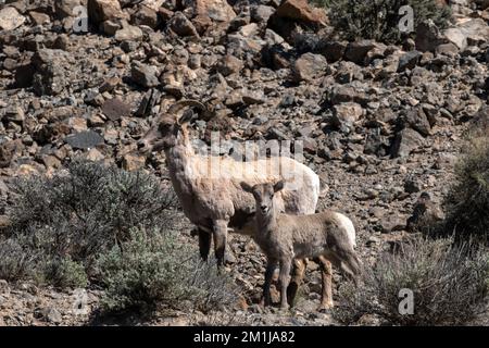 Rocky Mountain Dickhornschafe und Lamm in der Nähe des Blue Mesa Reservoir, Colorado Stockfoto