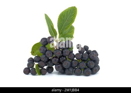 Aronia melanocarpa, genannt die schwarze Apfelbeere isoliert auf weißem Hintergrund Stockfoto