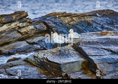 Ein Paar Möwen an der felsigen Küste von Maine mit Wasser Stockfoto