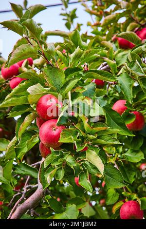 Dutzende roter Äpfel wachsen in der Nähe auf einer Obstplantage Stockfoto