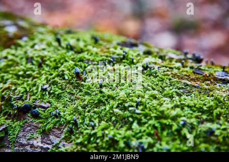 Makrodetails von mossartigem Baumstamm mit sehr winzigen schwarzen Pilzen, die sich ausbreiten Stockfoto