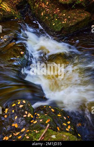 Rauschende Wasserfälle, die sich den Fluss hinunter schwingen, mit moosbedeckten Felsen bedeckt mit Herbstblättern am Rand Stockfoto