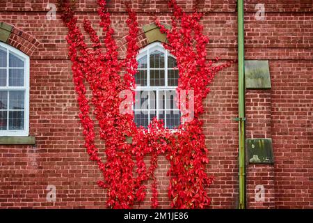 Wunderschöne leuchtende rote Weinreben, die um das Fenster der Ziegelwand wachsen Stockfoto