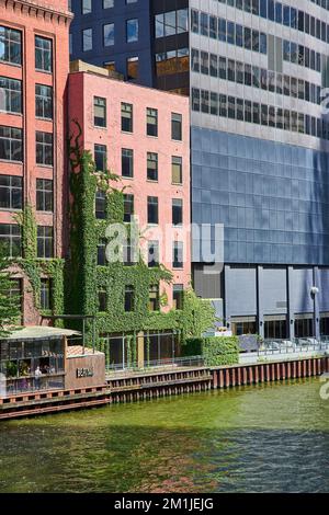 Backsteingebäude mit grünen Weinreben entlang der Flusskanäle von Chicago Stockfoto