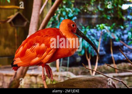 Wunderschöner ruhender rosa Scharlachvogel im Regenwald Stockfoto