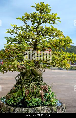 Ein Bonsai-Baum in einem großen Keramiktopf. Im Freien angezeigt Stockfoto