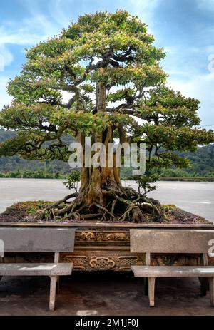 Ein Bonsai-Baum in einem großen Keramiktopf. Im Freien angezeigt Stockfoto