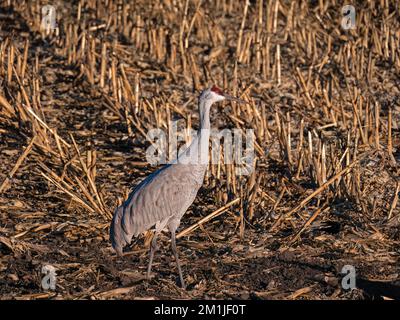 Kanadakraniche in Staten Island erhalten, Kalifornien Stockfoto