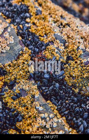 Details von Felsen bei Ebbe, bedeckt mit Hunderten winziger Muscheln und Barnius Stockfoto