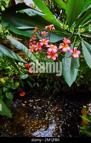 Leuchtende rosa- und orangefarbene Blumen über dem Wasser im Regenwald Stockfoto