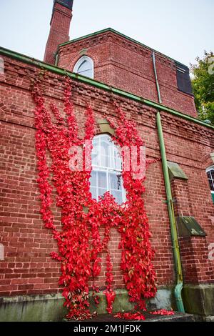 Rote Weinreben wachsen um ein einziges Fenster aus Ziegelmauern an der Außenkirche in New York Stockfoto