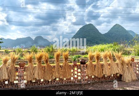 Bezirk BAC Son, Provinz lang Son, Vietnam - 11. November 2022: Landwirte trocknen Reistroh nach der Reisernte im Bezirk Bac Son, Provinz lang Son, Stockfoto