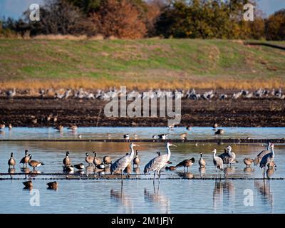 Kanadakraniche in Staten Island erhalten, Kalifornien Stockfoto