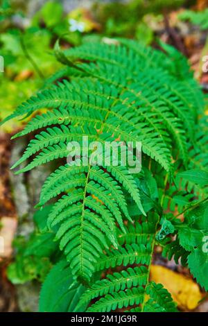 Detail der lebendigen grünen Farnpflanze Stockfoto
