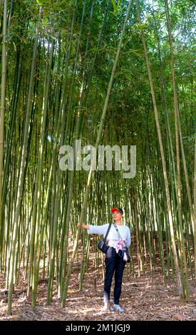 Gemeinde Phong nam, Bezirk Trung Khanh, Provinz Cao Bang, Vietnam - 13. November 2022: Weibliche Touristen im Bambuswald in der Gemeinde Phong nam, Trung K. Stockfoto