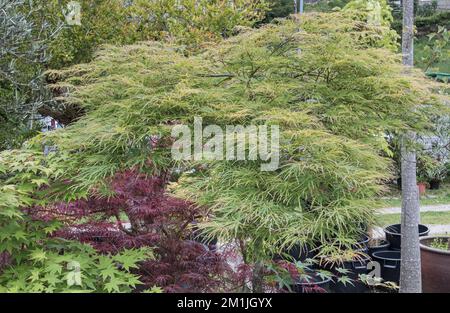 japanischer Ahorntopf im Freien, umgeben von anderen dekorativen Ahornapeln acer palmatum Stockfoto