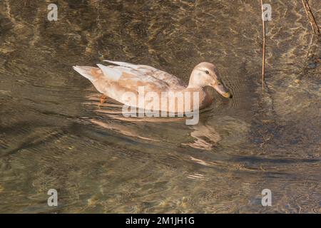 Die sächsische Ente schwimmt im Sommer mit Sonnenlicht im Fluss Stockfoto