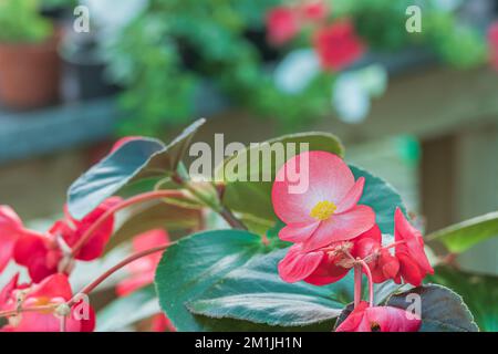 Fibröse Begonia-Blüten im Innenbereich im Sommer aus nächster Nähe im Gewächshaus Stockfoto