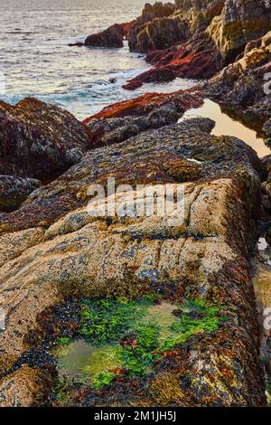 Felsige Küsten von Maine auf dem Ozean bei Ebbe mit kleinen grünen Algen gefüllten Gezeitenbecken Stockfoto