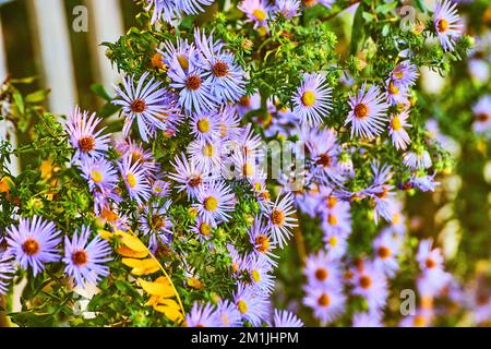 Wunderschöne rosa Frühlingsblumen in goldenem Licht Stockfoto