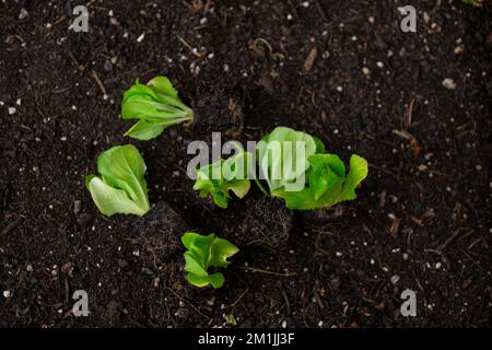 Salatkeimlinge aus Romaine. Gemüseanbau im Garten. Salatpflanze auf dem Boden. Heimgarten Stockfoto