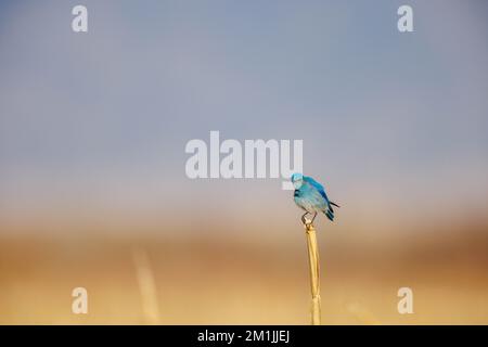 Mountain Bluebird, Bernardo Wildlife Area, New Mexico, USA. Stockfoto